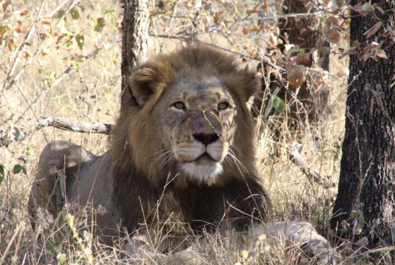 Lionsview Private Lodge - 6 Lions Marloth Park Exterior foto
